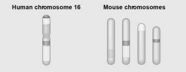 Use the following figure to answer the next few questions.     Figure 21.2 Figure 21.2 shows a diagram of blocks of genes on human chromosome 16 and the locations of blocks of similar genes on four chromosomes of the mouse. -The movement of these blocks suggests that A)  during evolutionary time, these sequences have separated and have returned to their original positions. B)  DNA sequences within these blocks have become increasingly divergent. C)  sequences represented have duplicated at least three times. D)  chromosomal translocations have moved blocks of sequences to other chromosomes. E)  higher mammals have more convergence of gene sequences related in function. 