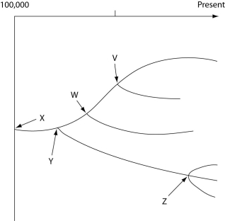 The following questions refer to the evolutionary tree in Figure 22.2. The horizontal axis of the cladogram depicted below is a timeline that extends from 100,000 years ago to the present; the vertical axis represents nothing in particular. The labeled branch points on the tree (V-Z)  represent various common ancestors. Let's say that only since 50,000 years ago has there been enough variation between the lineages depicted here to separate them into distinct species, and only the tips of the lineages on this tree represent distinct species.     Figure 22.2 -How many separate species, both extant and extinct, are depicted in this tree? A)  two B)  three C)  four D)  five E)  six 