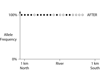 In a hypothetical situation, the National Park Service, which administers Grand Canyon National Park in Arizona, builds a footbridge over the Colorado River at the bottom of the canyon. The footbridge permits interspersal of two closely related antelope squirrels. Previously, one type of squirrel had been restricted to the terrain south of the river, and the other type had been restricted to terrain on the north side of the river. Immediately before and ten years after the bridge's completion, researchers collected ten antelope squirrels from both sides of the river, took blood samples, and collected frequencies of alleles unique to the two types of antelope squirrels (see the following graphs) .        -The data in the previous graphs indicate that A)  a hybrid zone was established after the completion of the bridge. B)  no interspersal of the two types of squirrel occurred after the completion of the bridge. C)  gene flow occurred from one type of squirrel into the gene pool of the other type of squirrel. D)  two-way migration of squirrels occurred across the bridge, but without hybridization. E)  some northern squirrels migrated south, but no southern squirrels migrated north across the bridge. 