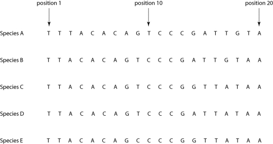    Figure 26.3. Morphologically, species A is very similar to four other species, B-E. Yet the nucleotide sequence deep within an intron in a gene shared by all five of these eukaryotic species is quite different in species A compared to that of the other four species when we study the nucleotides present at each position. -If the sequence of species A in Figure 26.3 differs from that of the other four species due to simple misalignment, then what should the computer software find when it compares the sequence of species A to those of the other four species? A)  The nucleotide at position 1 should be different in species A, but the same in species B-E. B)  The nucleotide sequence of species A should have long sequences that are nearly identical to those of the other species, but offset in terms of position number. C)  The sequences of species B-E, though different from that of species A, should be identical to each other, without exception. D)  If the software compares the amino acid sequence of the actual protein product rather than the nucleotide sequence, then the amino acid sequences of species B-E should be similar to each other, but very different from that of species A. E)  Computer software is useless in determining sequences of introns; it can only be used with exons. 