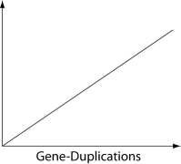Which of the following items does not necessarily exist in a simple linear relationship with the number of gene-duplication events when placed as the label on the vertical axis of the following graph?   A)  number of genes B)  number of DNA base pairs C)  genome size D)  mass (in picograms)  of DNA E)  phenotypic complexity 