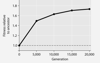 The following questions refer to Figure 27.1. In this eight-year experiment, 12 populations of E. coli, each begun from a single cell, were grown in low-glucose conditions for 20,000 generations. Each culture was introduced to fresh growth medium every 24 hours. Occasionally, samples were removed from the populations, and their fitness in low-glucose conditions was tested against that of members sampled from the ancestral (common ancestor)  E. coli population.     Figure 27.1 -If new genetic variation in the experimental populations arose solely by spontaneous mutations, then the most effective process for subsequently increasing the prevalence of the beneficial mutations in the population over the course of generations is A)  transduction. B)  binary fission. C)  conjugation. D)  transformation. E)  meiosis. 