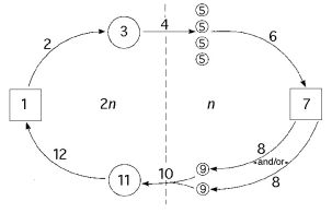 The following questions refer to the generalized life cycle for land plants shown in Figure 30.1. Each number within a circle or square represents a specific plant or plant part, and each number over an arrow represents either meiosis, mitosis, or fertilization.     Figure 30.1 -In Figure 30.1, which number represents the mature gametophyte? A)  1 B)  3 C)  5 D)  7 E)  11 