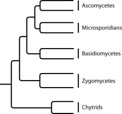 The next few questions refer to the following phylogenetic trees. I.    II.   . III.    IV.   . -Which tree depicts the microsporidians as a sister group of the ascomycetes? A)  I B)  II C)  III D)  IV 