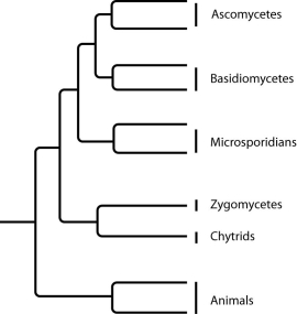 The next few questions refer to the following phylogenetic trees. I.    II.   . III.    IV.   . -Which tree depicts the microsporidians as a sister group of the ascomycetes? A)  I B)  II C)  III D)  IV 