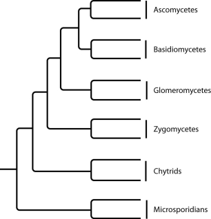 The next few questions refer to the following phylogenetic trees. I.    II.   . III.    IV.   . -Which tree depicts the microsporidians as a sister group of the ascomycetes? A)  I B)  II C)  III D)  IV 