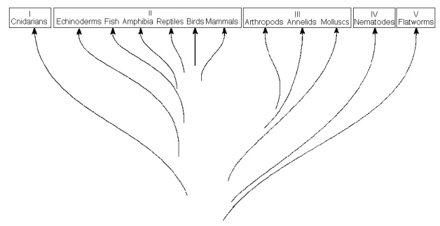    The previous figure shows a chart of the animal kingdom set up as a modified phylogenetic tree. Use the diagram to answer the following questions. -Which two groups have members that undergo ecdysis? A)  I and II B)  II and III C)  III and IV D)  III and V E)  IV and V 