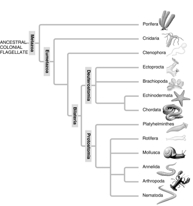    A: Morphological phylogeny.     B: Molecular phylogeny. -In the traditional phylogeny (A) , the phylum Platyhelminthes is depicted as a sister taxon to the rest of the protostome phyla, and as having diverged earlier from the lineage that led to the rest of the protostomes. In the molecular phylogeny (B) , Platyhelminthes is depicted as a lophotrochozoan phylum. What probably led to this change? A)  Platyhelminthes ceased to be recognized as true protostomes. B)  The removal of the acoel flatworms (Acoela)  from the Platyhelminthes allowed the remaining flatworms to be clearly tied to the Lophotrochozoa. C)  All Platyhelminthes must have a well-developed lophophore as their feeding apparatus. D)  Platyhelminthes' close genetic ties to the arthropods became clear as their Hox gene sequences were studied. 