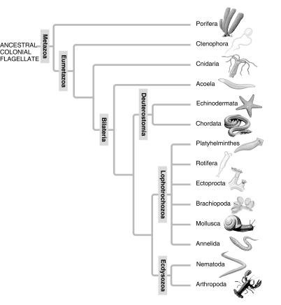    A: Morphological phylogeny.     B: Molecular phylogeny. -In the traditional phylogeny (A) , the phylum Platyhelminthes is depicted as a sister taxon to the rest of the protostome phyla, and as having diverged earlier from the lineage that led to the rest of the protostomes. In the molecular phylogeny (B) , Platyhelminthes is depicted as a lophotrochozoan phylum. What probably led to this change? A)  Platyhelminthes ceased to be recognized as true protostomes. B)  The removal of the acoel flatworms (Acoela)  from the Platyhelminthes allowed the remaining flatworms to be clearly tied to the Lophotrochozoa. C)  All Platyhelminthes must have a well-developed lophophore as their feeding apparatus. D)  Platyhelminthes' close genetic ties to the arthropods became clear as their Hox gene sequences were studied. 