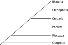 Placozoan evolutionary relationships to other animals are currently unclear, and different phylogenies can be created, depending on the character used to infer relatedness. Sponges have no tissues, but about 20 cell types. Tp (Trichoplax adhaerens)  produces a neuropeptide almost identical to one found in cnidarians. The genome of Tp, though the smallest of any known animal, shares many features of complex eumetazoan (even human!)  genomes. The next three questions refer to the phylogenetic trees that follow. I.    II.    III.   -Which phylogeny has been created by emphasizing the structural simplicity of placozoans? A)  I B)  II C)  III 