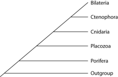 Placozoan evolutionary relationships to other animals are currently unclear, and different phylogenies can be created, depending on the character used to infer relatedness. Sponges have no tissues, but about 20 cell types. Tp (Trichoplax adhaerens)  produces a neuropeptide almost identical to one found in cnidarians. The genome of Tp, though the smallest of any known animal, shares many features of complex eumetazoan (even human!)  genomes. The next three questions refer to the phylogenetic trees that follow. I.    II.    III.   -Which phylogeny has been created by emphasizing the structural simplicity of placozoans? A)  I B)  II C)  III 