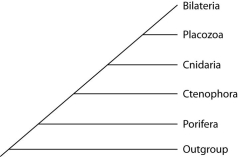 Placozoan evolutionary relationships to other animals are currently unclear, and different phylogenies can be created, depending on the character used to infer relatedness. Sponges have no tissues, but about 20 cell types. Tp (Trichoplax adhaerens)  produces a neuropeptide almost identical to one found in cnidarians. The genome of Tp, though the smallest of any known animal, shares many features of complex eumetazoan (even human!)  genomes. The next three questions refer to the phylogenetic trees that follow. I.    II.    III.   -Which phylogeny has been created by emphasizing the structural simplicity of placozoans? A)  I B)  II C)  III 