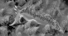 This nudibranch, a type of sea slug, has many reddish cerata on its dorsal surface, as well as two, white-tipped rhinophores located on the head.     The nontaxonomic term sea slug encompasses a wide variety of marine gastropods. One feature they share as adults is the lack of a shell. We might think, therefore, that they represent defenseless morsels for predators. In fact, sea slugs have multiple defenses. Some sea slugs prey on sponges and concentrate sponge toxins in their tissues. Others feed on cnidarians, digesting everything except the nematocysts, which they then transfer to their own skins. Whereas the most brightly colored sea slugs are often highly toxic, others are nontoxic and mimic the coloration of the toxic species. Their colors are mostly derived from pigments in their prey. There are also sea slugs that use their coloration to blend into their environments. -Sea slugs can obtain nematocysts by preying on sea A)  anemones. B)  urchins. C)  daisies. D)  cucumbers. E)  lilies. 