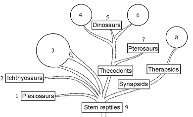 The following questions refer to the phylogenetic tree shown in Figure 34.2.     Figure 34.2 -Whose DNA would have had the most sequence homologies with amphibian DNA? A)  5 B)  6 C)  7 D)  8 E)  9 