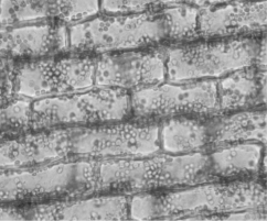    Figure 35.1 -Which of the following are true statements about the cells shown in the photograph in Figure 35.1 above? A)  They are parenchyma cells. B)  They are photosynthetic. C)  They are usually found in roots. D)  They are phloem cells. E)  They are parenchyma cells and photosynthetic. 