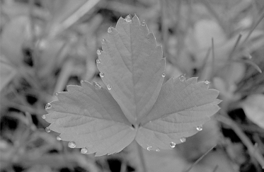 The following photo shows a strawberry leaf displaying guttation. Answer the following question regarding guttation.    -What is the main cause of guttation in plants? A)  root pressure B)  transpiration C)  pressure flow in phloem D)  plant injury E)  condensation of atmospheric water 