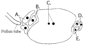 The following questions refer to the diagram of an embryo sac of an angiosperm shown in Figure 38.1.     Figure 38.1 -Based on Figure 38.1, which cell(s) become(s) the triploid endosperm? A)  A B)  B C)  C D)  D E)  E 