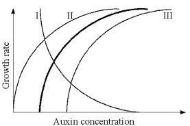    Figure 39.1 -The heavy line in Figure 39.1 illustrates the relationship between auxin concentration and cell growth In stem tissues. If the same range of concentrations were applied to lateral buds, what curve(s) would probably be produced? A)  I B)  II C)  III D)  II or III E)  I or III 