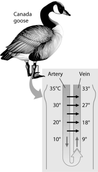 <strong> Examine the figure above. Near a goose's abdomen, the countercurrent arrangement of the arterial and venous blood vessels causes</strong> A) the temperature difference between the contents of the two sets of vessels to be minimized. B) the venous blood to be as cold near the abdomen as it is near the feet. C) the blood in the feet to be as warm as the blood in the abdomen. D) the temperature at the abdomen to be less than the temperature at the feet. E) the loss of the maximum possible amount of heat to the environment.