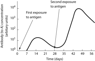   -According to the graph, naive memory cells will be produced A)  between 0 and 7 days. B)  between 7 and 14 days. C)  between 28 and 35 days. D)  between 35 and 42 days. E)  both between 0 and 7 days and between 28 and 35 days. 