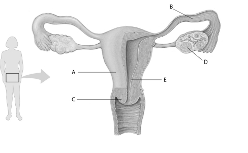 Refer to the following figure, which diagrams the reproductive anatomy of the human female, to answer the following questions.    -In the above figure, which letter points to the corpus luteum? A)  A B)  B C)  C D)  D E)  E 