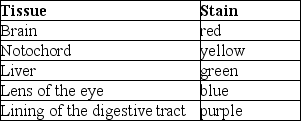 Use the following information to answer the next few questions. In a study of the development of frog embryos, researchers stained several early gastrulas with vital dyes and noted the locations of the dyes after gastrulation. The results are shown in the following table.    -The ectoderm should give rise to tissues containing A)  yellow and purple colors. B)  purple and green colors. C)  green and red colors. D)  red and blue colors. E)  red and yellow colors. 