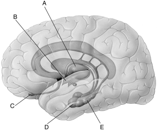 Refer to the following illustration of the limbic system to help answer the next few questions.    -In the figure, which letter points to the hypothalamus? A)  A B)  B C)  C D)  D E)  E 