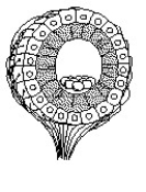   -The structure diagrammed in the figure is the A)  neuromast. B)  statocyst. C)  taste bud. D)  ommatidium. E)  olfactory bulb. 