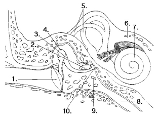 The following questions refer to this diagram of the ear.    -The organ of Corti is represented by which number? A)  3. B)  4. C)  5. D)  6. E)  7. 