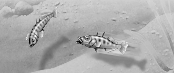   -In the territorial behavior of the stickleback fish, the red belly of one male that elicits attack from another male is functioning as A)  a pheromone. B)  a sign stimulus. C)  a fixed action pattern. D)  a search image. E)  an imprint stimulus. 
