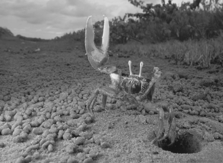  -The behavior of most animals is influenced by the periods of daylight and darkness in the environment. Fiddler crabs' courtship behaviors are instead synchronized by the 29 1/2-day cycle of the moon. What is the adaptive significance of using lunar cues? A)  The fiddler crab courtship ritual is highly visual so individuals need the light of the full moon to be able to observe courtship displays. B)  Egg maturation in fiddler crab females takes 29 1/2 days. C)  By courting at full and new moon, fiddler crabs link their reproduction to times of highest tides that disperse larvae to safer, deeper waters. D)  The algae that larval fiddler crabs consume for energy and metabolism blooms on a monthly cycle, so recently hatched larvae have plenty to eat during a crucial time of their life. E)  It takes about 29 days for a fiddler crab to reach sexual maturity. 