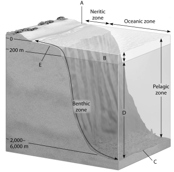 The diagram shows a generalized cross section of the marine environment with various zones labeled with letters. Choose the letter that best answers the question. Letters may be used once, more than once, or not at all.    -Which zone has a condition of constant temperature? A)  A B)  B C)  C D)  D E)  E 