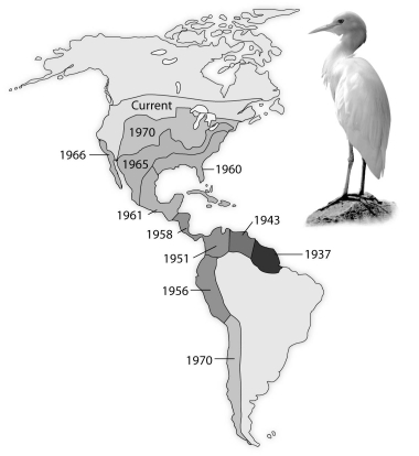 Use the following diagram from the text showing the spread of the cattle egret, Bubulcus ibis, since its arrival in the New World, to answer the following question.    -How would an ecologist likely explain the expansion of the cattle egret? A)  The areas to which the cattle egret has expanded have no cattle egret parasites. B)  Climatic factors, such as temperature and precipitation, provide a suitable habitat for cattle egrets. C)  There are no predators for cattle egrets in the New World, so they continue to expand their range. D)  A habitat left unoccupied by native herons and egrets met the biotic and abiotic requirements of the cattle egret transplants and their descendants. E)  The first egrets to colonize South America evolved into a new species capable of competing with the native species of herons and egrets. 