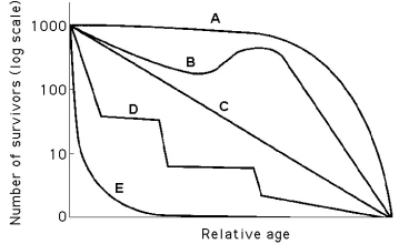 Use the survivorship curves in Figure 53.1 to answer the following questions.     Figure 53.1 -Which curve best describes survivorship in elephants? A)  A B)  B C)  C D)  D E)  E 