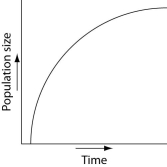 Which of the following graphs illustrates the population growth curve of single bacterium growing in a flask of ideal medium at optimum temperature over a 24-hour period? A)    B)    C)    D)    E)    