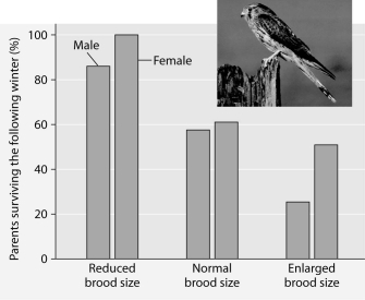 Please read the paragraph below and review Figure 53.2 to answer the following question. Researchers in the Netherlands studied the effects of parental care given in European kestrels over five years. The researchers transferred chicks among nests to produce reduced broods (three or four chicks) , normal broods (five or six chicks) , and enlarged broods (seven or eight chicks) . They then measured the percentage of male and female parent birds that survived the following winter. (Both males and females provide care for chicks.)      Figure 53.2: Brood size manipulations in the kestrel: Effects on offspring and parent survival. -Which of the following is a conclusion that can be drawn from this graph? A)  Female survivability is more negatively affected by larger brood size than is male survivability. B)  Male survivability decreased by 50% between reduced and enlarged brood treatments. C)  Both males and females had increases in daily hunting with the enlarged brood size. D)  There appears to be a negative correlation between brood enlargements and parental survival. E)  Chicks in reduced brood treatment received more food, weight gain, and reduced mortality. 