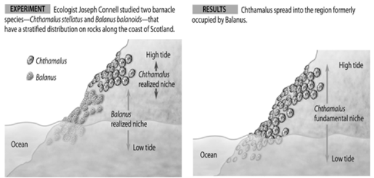 connell conducted this experiment to learn more about