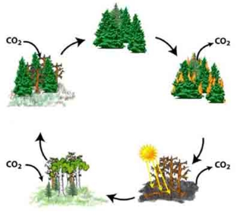 The diagram below illustrates that after disturbance of the boreal forest, the pioneer and climax species are usually   A) deciduous and evergreen forest, respectively. B) evergreen and deciduous forest, respectively. C) deciduous forest and tundra, respectively. D) tundra and evergreen forest, respectively.