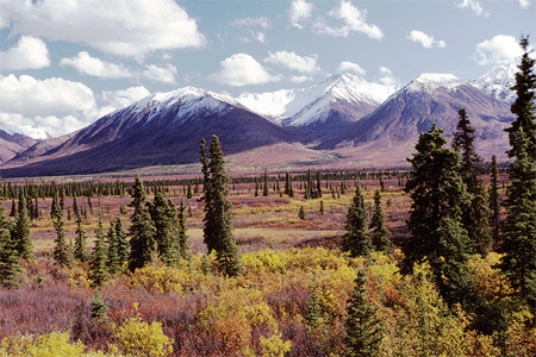 This photograph of the tundra biome was most likely taken   A) near the ecotone with the boreal forest biome. B) near the ecotone with the grassland biome. C) far from the treeline. D) where the active layer is thinnest in the tundra biome.