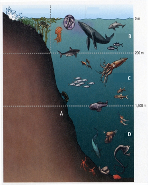 In the diagram below, B is the   A) hadal zone. B) mesopelagic zone. C) epipelagic zone. D) benthic zone.