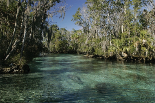 Organisms that live in estuaries like the one pictured below must be able to   A) survive for part of their life in a lentic system and the other part of their life in a lotic system. B) tolerate a wide range of salinities. C) survive in both the epipelagic and hadal zones. D) derive energy when living near deep-sea thermal vents.