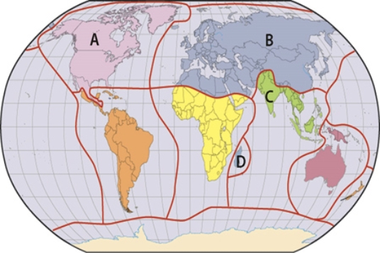 Which of the labels in the map below is characterized by limited richness and biodiversity, other than fishes and reptiles, but with endemic canine-type animals, horses, and raccoons?   A) A B) B C) C D) D