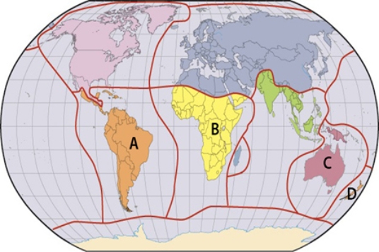 Which of the labels in the map below is where the Neotropic realm contains unique mammals and colorful birds?   A) A B) B C) C D) D