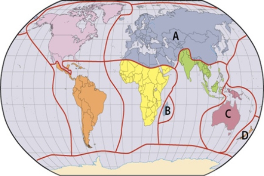 Which of the labels in the map below is where marsupials contribute to the unique fauna?   A) A B) B C) C D) D