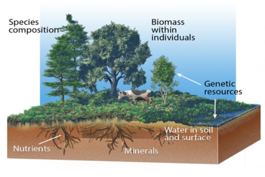 The diagram below shows that   A) ecosystem structures include both biotic and abiotic components. B) ecosystem functions include both biotic and abiotic components. C) ecosystem structures are abundant and usually considered limitless. D) ecosystem functions are abundant and usually considered limitless.