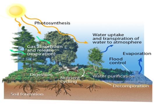 The diagram below reminds us that   A) ecosystem structures tend to occur on land and ecosystem functions tend to occur on water. B) ecosystem functions are dynamic processes that support the ecosystem. C) ecosystem structures and functions are largely the same in most ecosystems. D) ecosystem functions occur on long time periods.