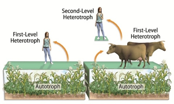 The diagram below illustrates the point that the cows are   A) first-level heterotrophs. B) second-level heterotrophs. C) primary producers. D) keystone predators.