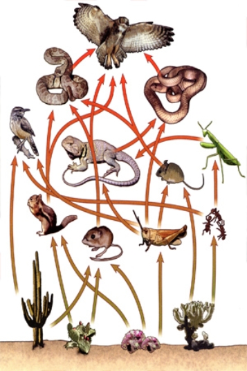 Food webs like the one shown below generally show   A) consumers only at the secondary level and above. B) the degree of interdependence between organisms in ecosystems. C) all of the structures in an ecosystem. D) less information than a food chain.