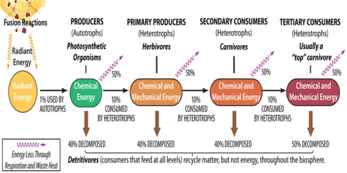 In the diagram below, the second law of thermodynamics is responsible for the processes depicted by   A) the purple squiggly lines only. B) the black arrows only. C) the brown arrows only. D) the yellow squiggly lines and the black arrows. E) the purple squiggly lines and the brown arrows.