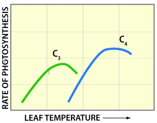 The diagram below shows that C<sub>4</sub> plants photosynthesize more efficiently than C<sub>3</sub> plants at high temperatures.This is because   A) C<sub>4</sub> plants make use of chemosynthesis as well as photosynthesis. B) C<sub>4</sub> plants are able to minimize water loss through the stomates more efficiently than C<sub>3</sub> plants. C) C<sub>4</sub> plants make use of the Calvin cycle to photosynthesize over a wider range of hours, while C<sub>3</sub> plants do not. D) C<sub>4</sub> plants have larger chloroplasts than C<sub>3</sub> plants.